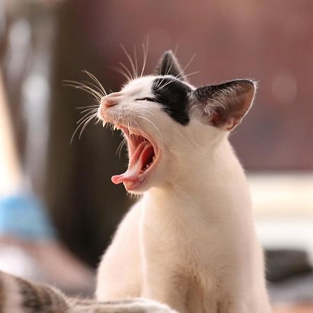 猫と断食の宿 Cat Inn Neko Kunisaki Exterior photo