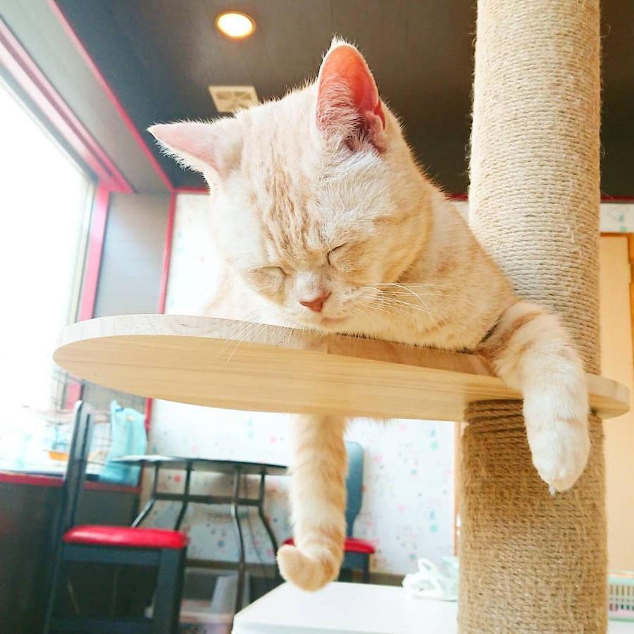 猫と断食の宿 Cat Inn Neko Kunisaki Exterior photo